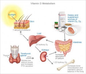 vitamin_d_metabolism