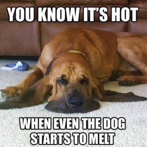 Heat---dog-meme
